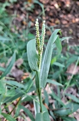 Paspalum pubiflorum