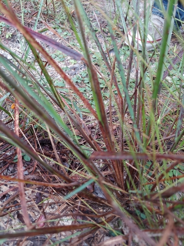 Image of Slender Crabgrass (Digitaria filiformis) by (c) Athena Philips, some rights reserved (CC BY)