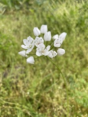 Allium neapolitanum