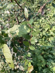Planera aquatica