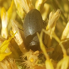 Tenebrionoidea