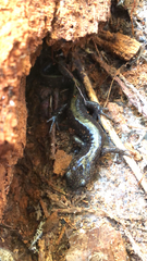 Ambystoma macrodactylum