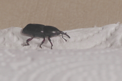 Scyphophorus acupunctatus
