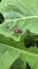Muscoidea