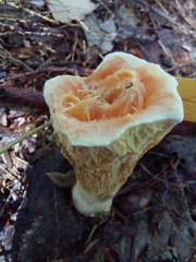 Turbinellus floccosus