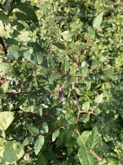 Planera aquatica