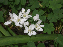 Allium neapolitanum