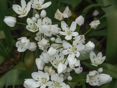 Allium neapolitanum