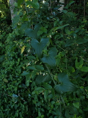 Dioscorea sylvatica