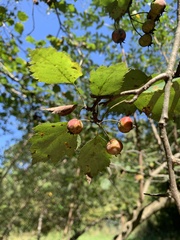 Crataegus