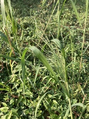 Panicum dichotomiflorum