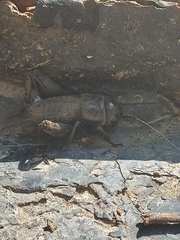 Gryllus veletis