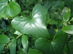 Dioscorea sylvatica