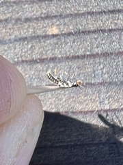 Reticulitermes hesperus