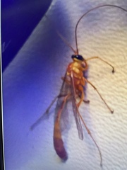 Enicospilus americanus-complex