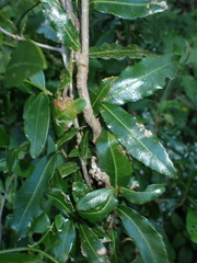 Ochna