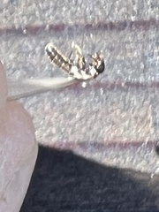 Reticulitermes hesperus