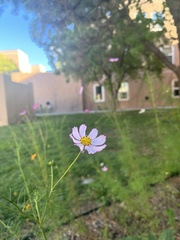 Cosmos parviflorus