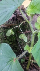 Begonia hirtella