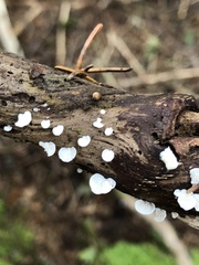 Crepidotus variabilis