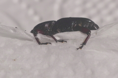 Scyphophorus acupunctatus