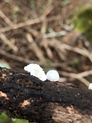 Crepidotus variabilis