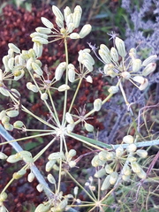 Foeniculum vulgare