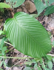 Calathea lutea