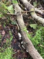 Crepidotus variabilis