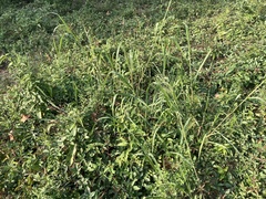Panicum dichotomiflorum