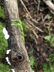 Crepidotus variabilis