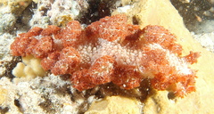 Marionia rubra