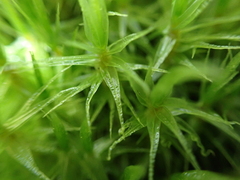 Dicranum polysetum