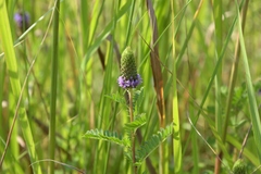 Dalea foliosa