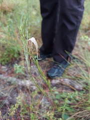 Asclepias longifolia