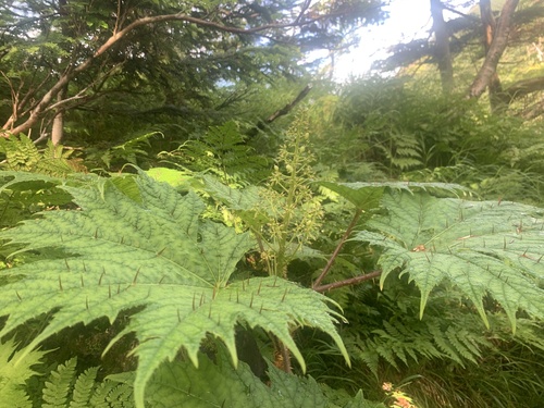 Oplopanax japonicus iNat (1)