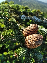 Abies fraseri