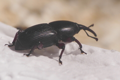Scyphophorus acupunctatus