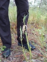 Asclepias longifolia