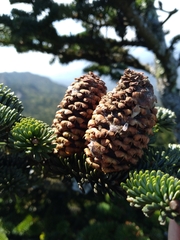 Abies fraseri