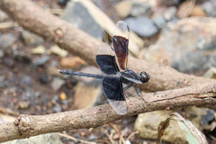 Erythrodiplax funerea