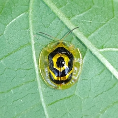 Ischnocodia annulus
