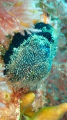 Hydrozoa