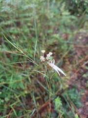 Asclepias