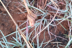 Silene burchellii