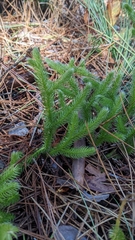 Lycopodium clavatum