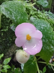 Begonia picta