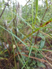 Asclepias