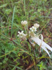 Asclepias