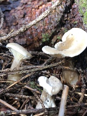Ampulloclitocybe